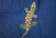female ilse "E" giant gecko