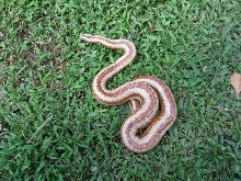 harquahala rosy boa