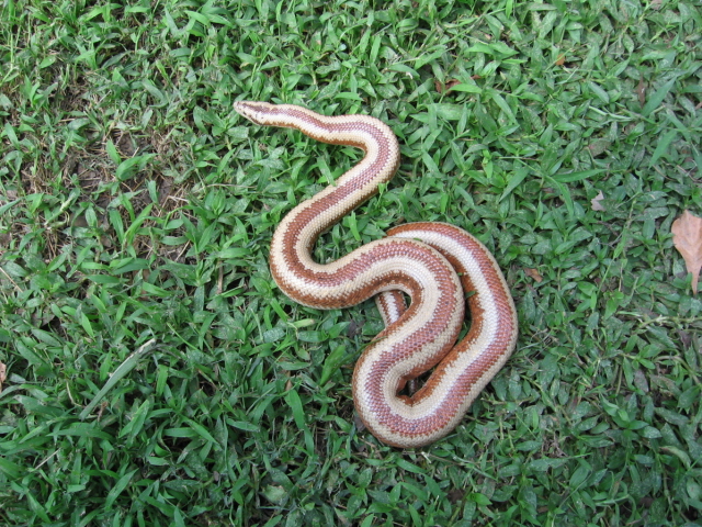 harquahala rosy boa