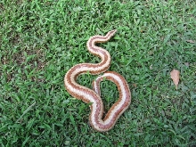 harquahala rosy boa 2
