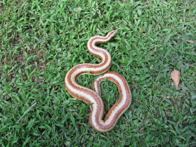 harquahala rosy boa 2