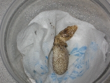 hatching leachianus