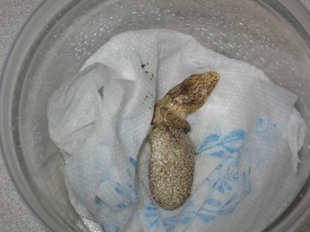hatching leachianus