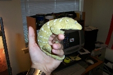 giant gecko 1