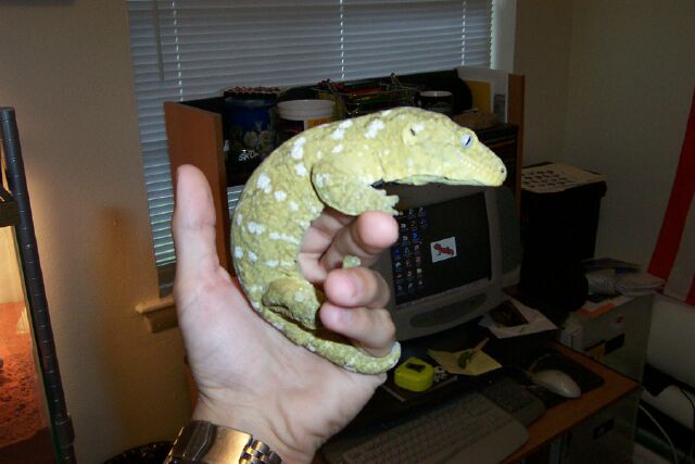 giant gecko 1