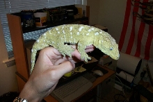 giant gecko 2