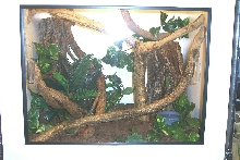 leachianus enclosure