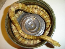 Igor in bowl