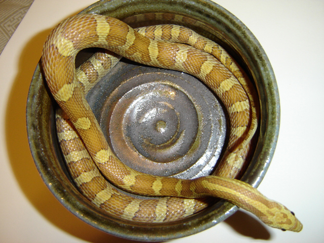 Igor in bowl