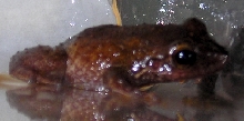 Jones Side View
