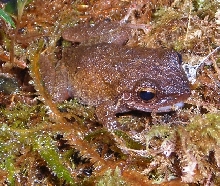 Jones the Frog