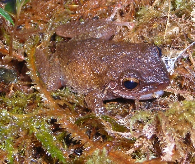 Jones the Frog