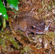 Jones the Frog