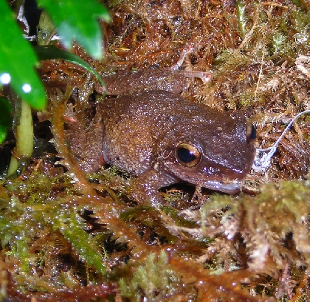 Jones the Frog