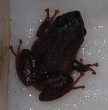 Jones Top View 1