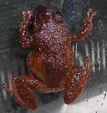 Jones Top View 2