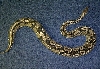 Luecretizia from the top side
