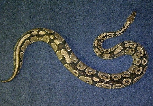 Luecretizia from the top side