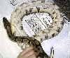 Luecretizia's patterned belly