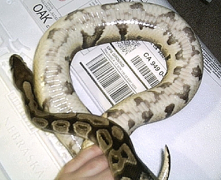 Luecretizia's patterned belly