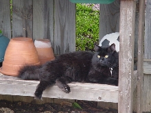Booker's perch