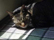 Sleeping baby