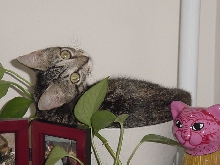 Caught ya!