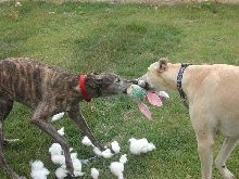 Tug O' War
