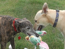 Mine, no mine!