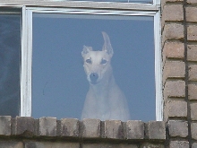 Is it a deer or a dog?