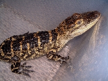 GatorBait