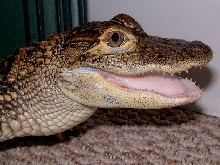 Smile pretty
