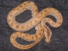Green het granite/possible het albino