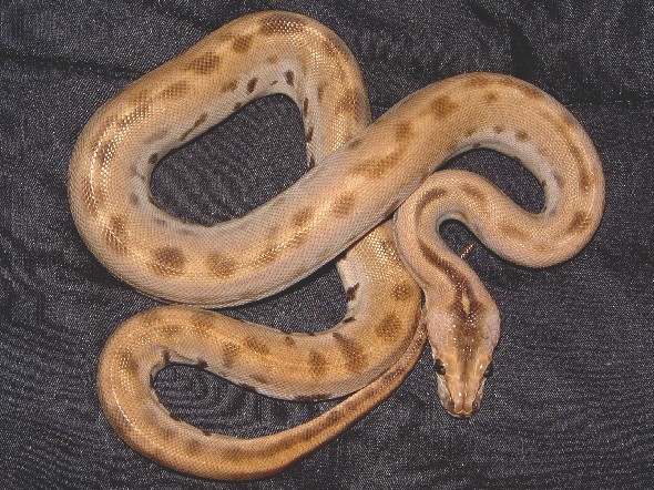 Green het granite/possible het albino