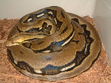 Male Tiger