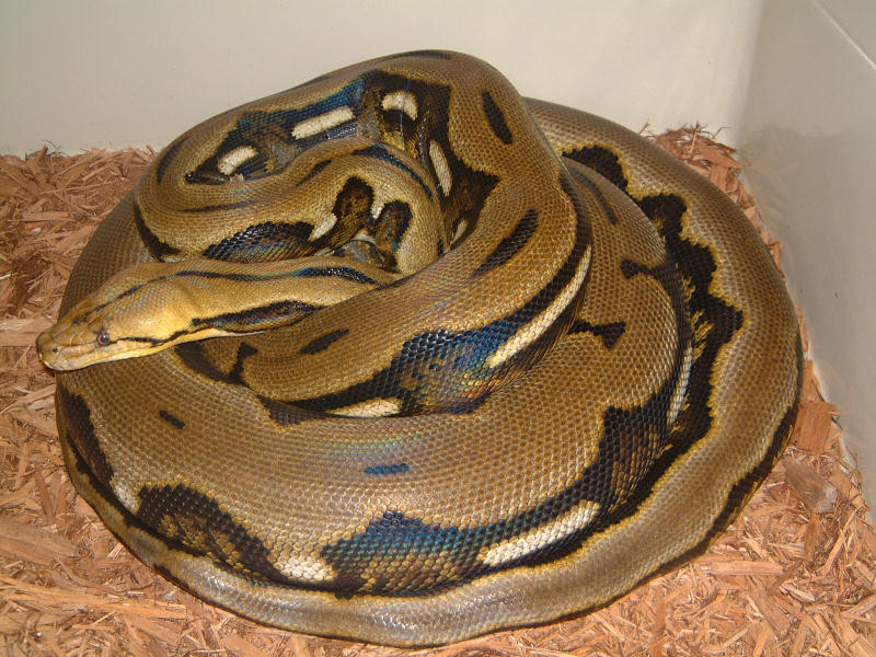 Male Tiger