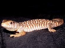 CH Savanna