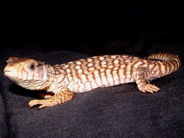CH Savanna