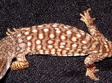 Unique Pattern