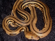 SUper Tiger Female