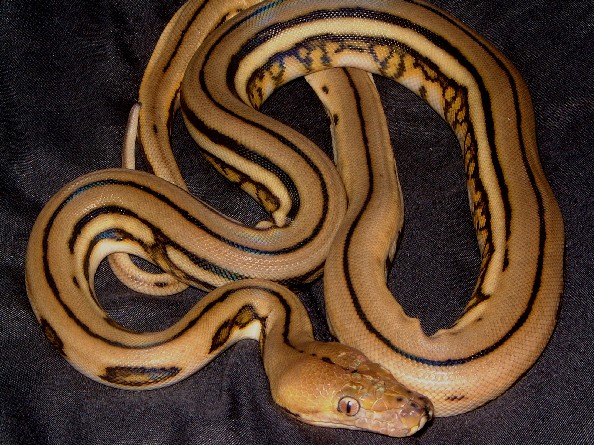 SUper Tiger Female