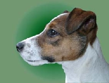 midge the Jack R pup