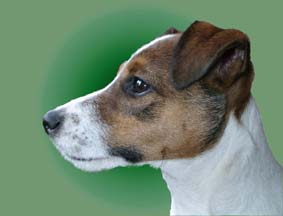 midge the Jack R pup