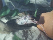 ball python eating