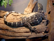 Basking Nile