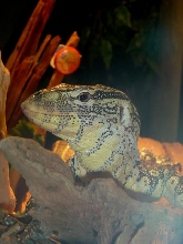 Head side Profile