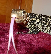 Tounge action