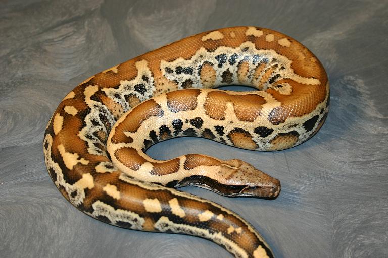 Python brongersmai