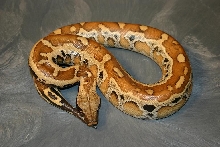 Python brongersmai
