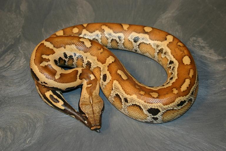 Python brongersmai